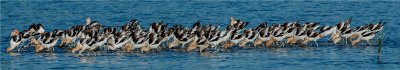 American Avocets - Teamwork  