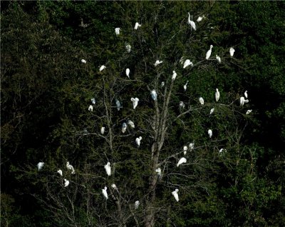 About 50 Great Egrets 