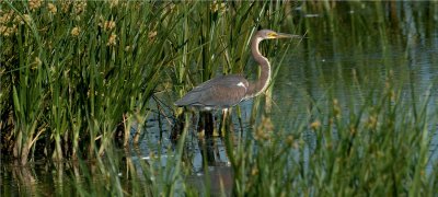 Tri-colored Heron  