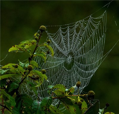 Spider Web  