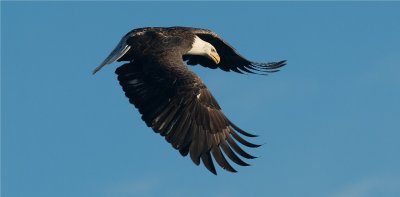 Bald Eagle  