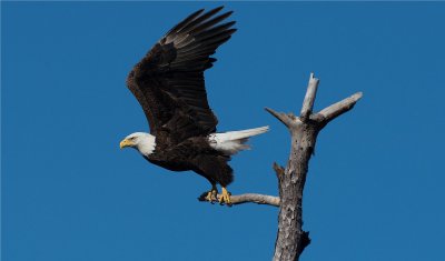 Bald Eagle 