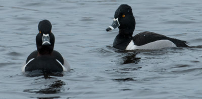 Ring-necked Male Ducks