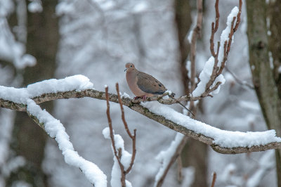 Mourning Dove  