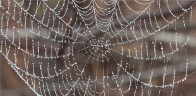 Spider Web  