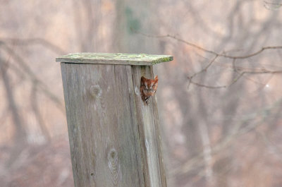 Eastern Screech Owl  