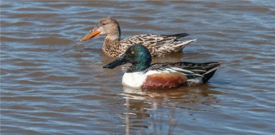 Northern Shoveler Pair