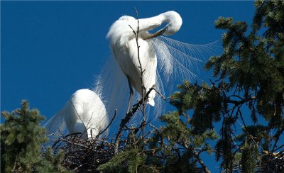 Great Egrets  