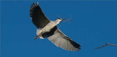 Black-crowned Night Heron  