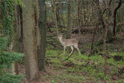 Whitetail Deer  