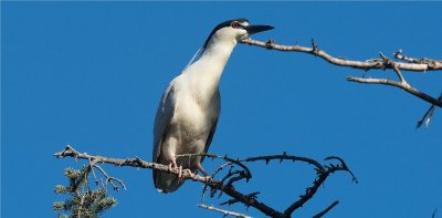 Black-crowned Night Heron  