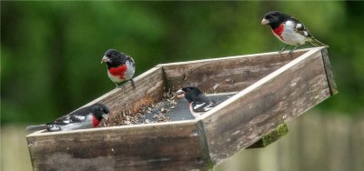 Backyard Birds