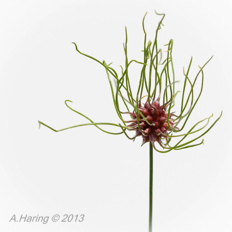 Wild Garlic