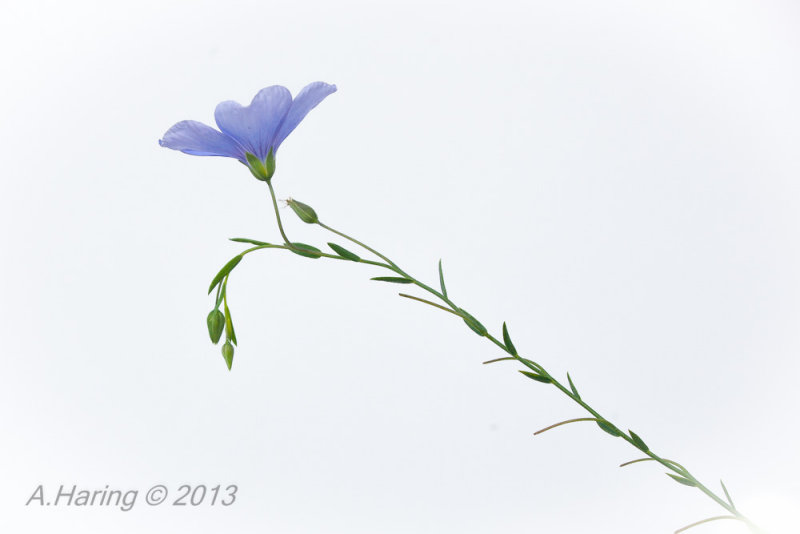 Appar Blue Flax