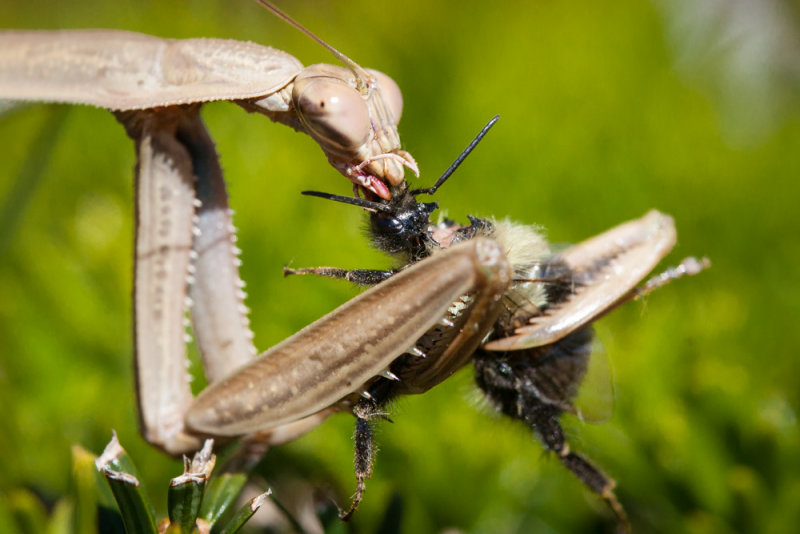 Mantis has Bumblebee lunch