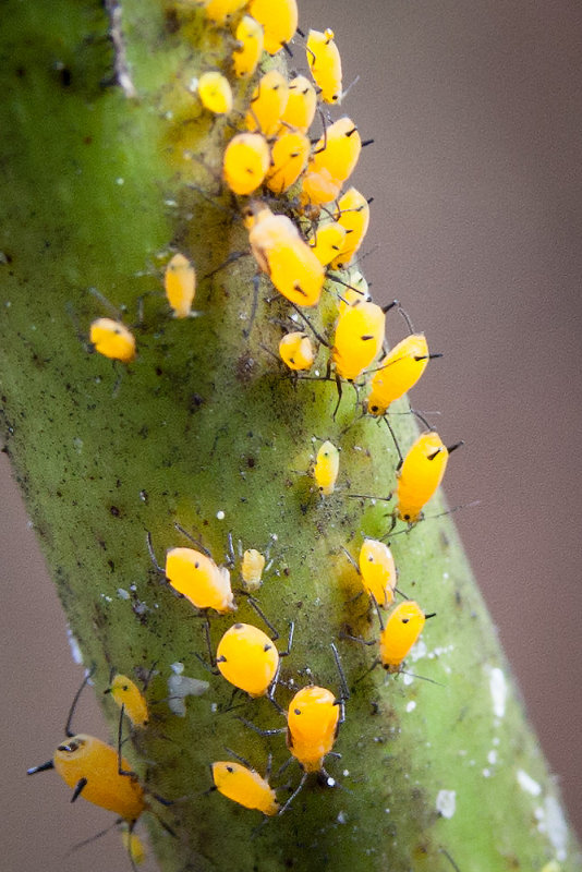 Oleander Aphid  (Milkweed Aphid)