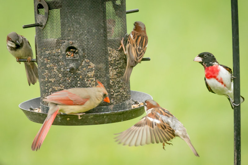 Feeder activity