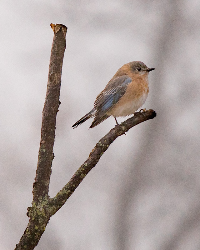 Winter Eastern Bluebird