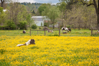 A nap in the buttercups