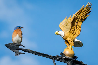 Bluebird - Eagle showdown.