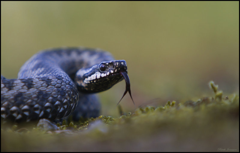 European Adder -Huggorm (Vipera berus)