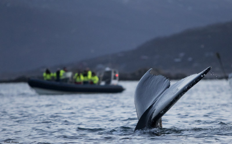 Humpback whale