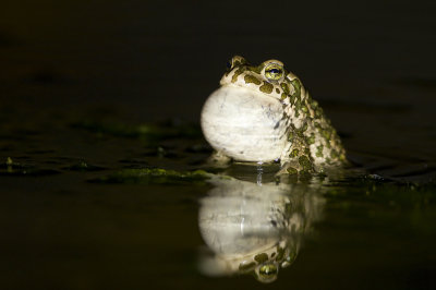 European Green Toad - Grnflckiga padda (Bufo viridis)