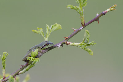 Mediterranean Tree Frog (Hyla meridionalis)