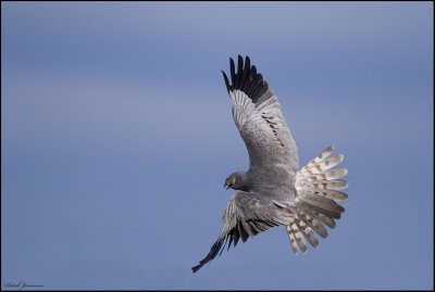 Montagus Harrier - ngshk -  (Circus pygargus)