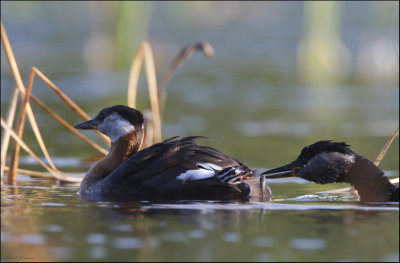 Red necked grebe - Grhakedopping -  (Podiceps grisegena)