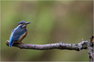 Kingfisher - Kungsfiskare (Alcedo atthis)