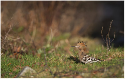 Hoopoe - Hrfgel (Upupa epops)