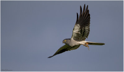 Montagus Harrier - ngshk -  (Circus pygargus)