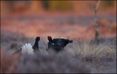 Black Grouse