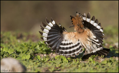 Hoopoe - hrfgel (Upupa epops)