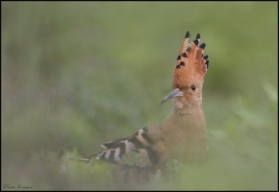 Hoopoe - hrfgel (Upupa epops)