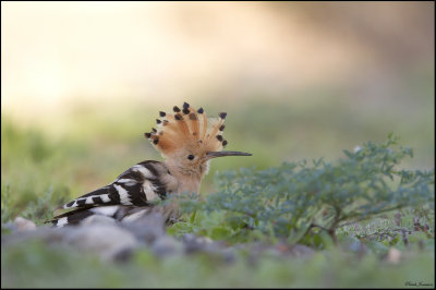 Hoopoe - hrfgel (Upupa epops)