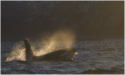 Killer whale (Orcinus orca)