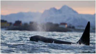 Killer whale (Orcinus orca)