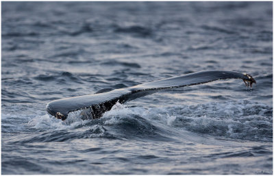 Humpback whale  (Megaptera novaeangliae) 