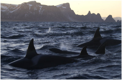 Killer whales (Orcinus orca)