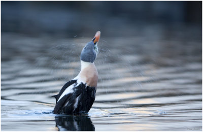 King eider (Mollissima spectabilis)