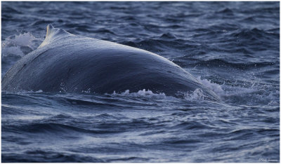 Humpback whale  (Megaptera novaeangliae)