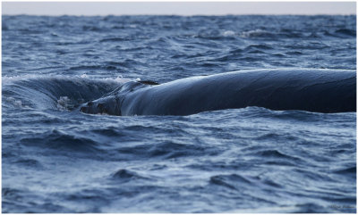 Humpback whale  (Megaptera novaeangliae)
