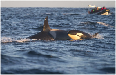 Killer whales (Orcinus orca)