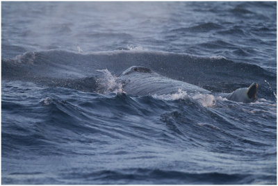 Humpback whale  (Megaptera novaeangliae)