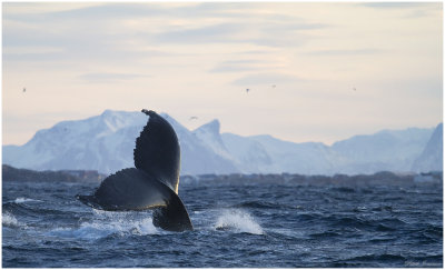 Humpback whale  (Megaptera novaeangliae)