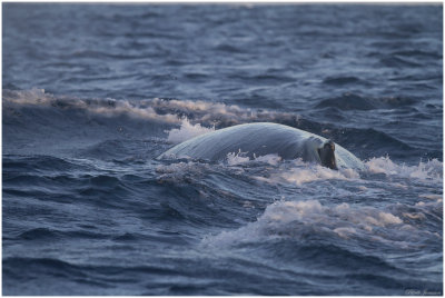 Humpback whale  (Megaptera novaeangliae)