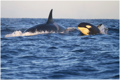 Killer whales (Orcinus orca)