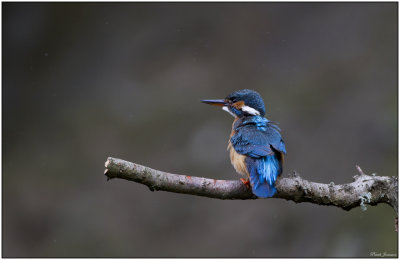 Kingfisher (Alcedo atthis)